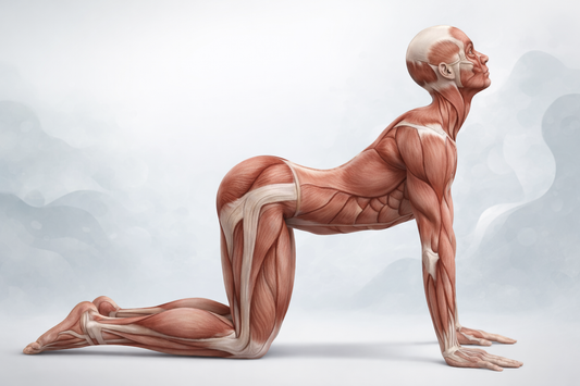 10-Minute Lower Back Mobility Routine (A Practical, Science-Informed Approach to Back Relief at Home)